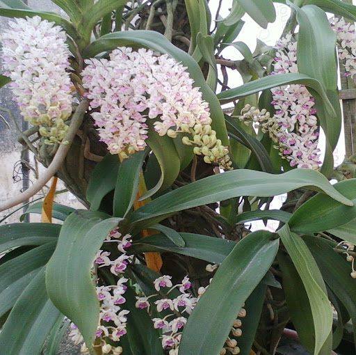 Bach Dinh Photo 14