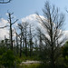 Sandy Pickens Photo 10