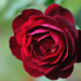 Francis Rose Photo 22
