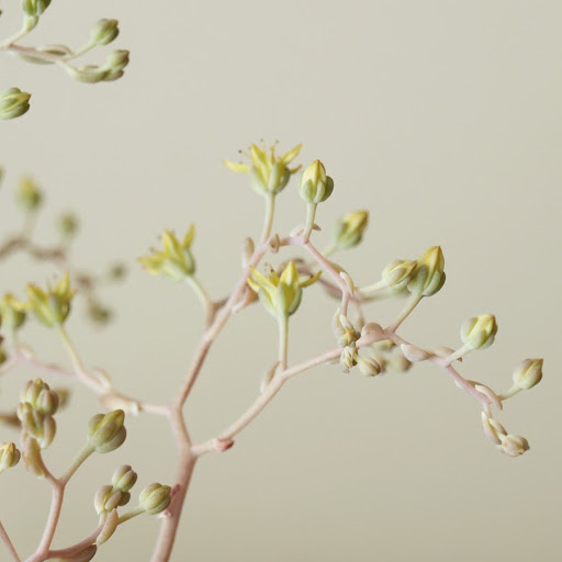 Shin Chen Photo 33