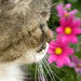 Lilli Flowers Photo 3