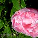 Camelia Ho Photo 10