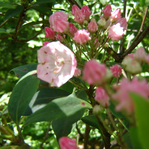 Peggy Davis Photo 16