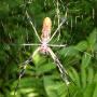 Elizabeth Golding Photo 15