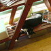 Nancy Dines Photo 11