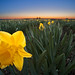La Fields Photo 15