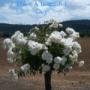 Sheila Short Photo 26