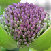 Leslie Flowers Photo 17