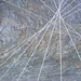 Ann Dowell Photo 15