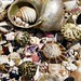 Shell Stephens Photo 2