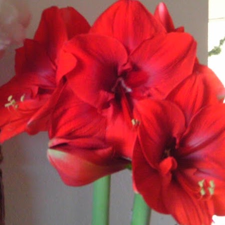 Diane Flynn Photo 32