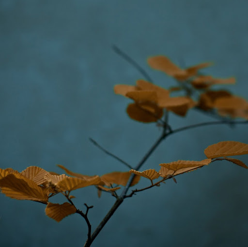Steven Nash Photo 35
