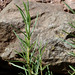 Rosemary Ashton Photo 9