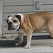 Frank Buford Photo 8