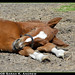 Donna Link Photo 9