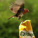 Robin Crisp Photo 8