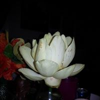 Tara Jean Photo 14