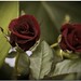 Rose Castellano Photo 14