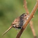 Judith Sparrow Photo 10