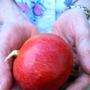 Linda Drew Photo 39