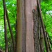 Robert Cowles Photo 42
