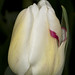 Thomas Hubbard Photo 43