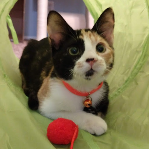 Lydia Adams Photo 30