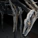 Deborah Butterfield Photo 17