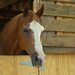 Jennifer Towne Photo 10
