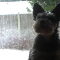 Ginger Ross Photo 16