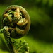 Fern Russell Photo 12