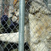 Shelley Wolf Photo 28