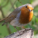 Robin Stern Photo 15