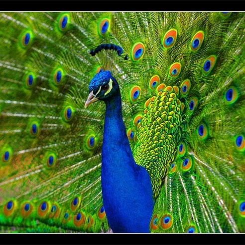 Mary Peacock Photo 30