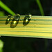 Deborah Shine Photo 9
