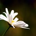 Marguerite Lang Photo 12
