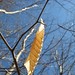 Bud Pierce Photo 11