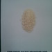 Bradford Rice Photo 12