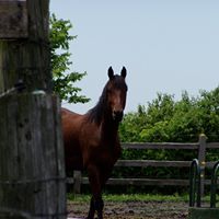 Gayle Williamson Photo 11