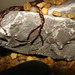 David Adkins Photo 34