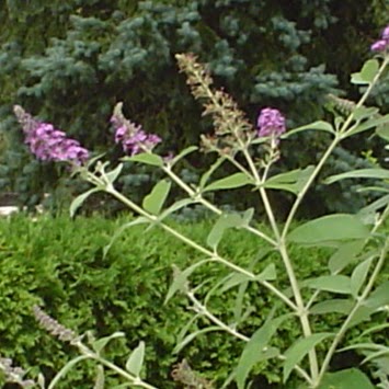 Cindy Shaw Photo 44