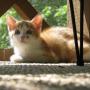 Cindy Lanning Photo 19