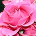 Rose Akin Photo 11