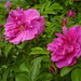 Denise Wolfe Photo 28