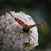 Deborah Peacock Photo 14