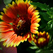 Sherry Schneider Photo 12