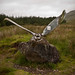 Glen Archibald Photo 8