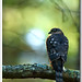 Shari Sharp Photo 13