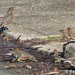 Sandy Robins Photo 14