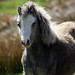 David Gallops Photo 6